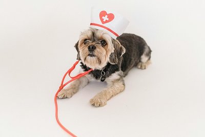Consulta médica veterinaria logo