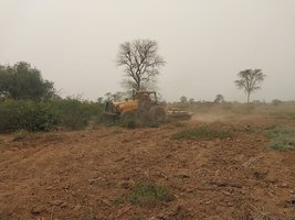 Desarollo y mantenimiento de pasturas en el Chaco image2